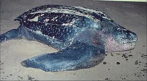 Tortuga laud Leatherback Turtle