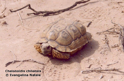 Chelonoidis chilensis Tortuga terrestre común Chelonoidis chilensis