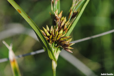 plantas acuaticas argentinas