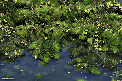 Ceratophyllum demersum
