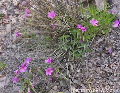 Oxalis argentina