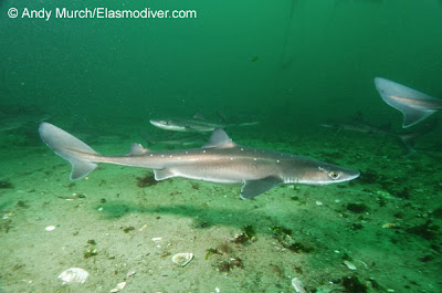 Tiburón espinoso Squalus acanthias
