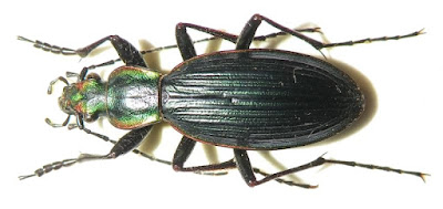 Peorro (Ceroglossus darwini)