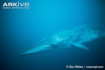 Balaenoptera edeni
