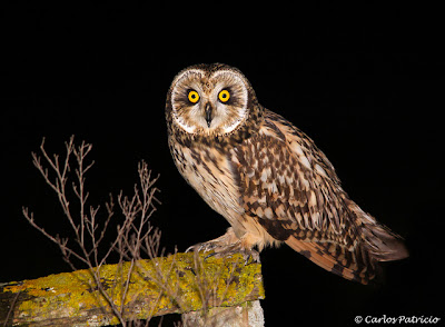 Short eared Owl