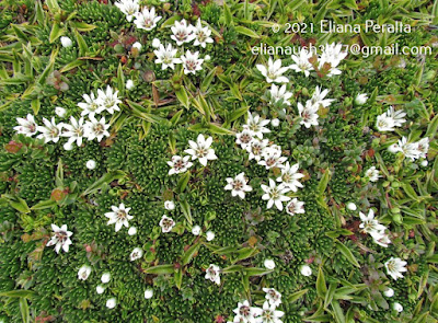 flora de la isla de los estados