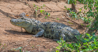 Broad snouted Caiman