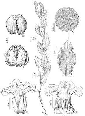 Heliotropium ruiz-lealii
