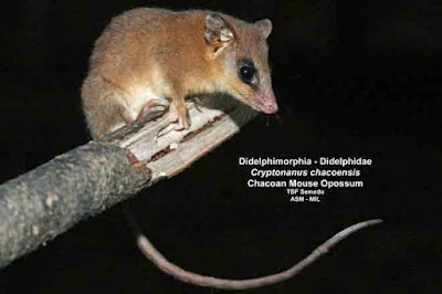 Cryptonanus chacoensis
