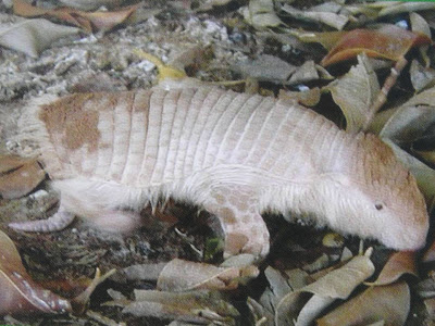 Greater fairy Armadillo