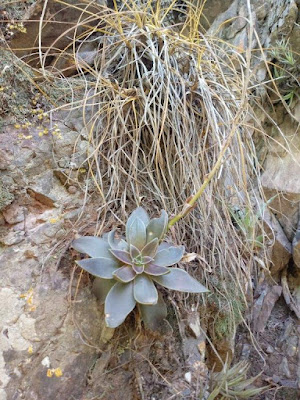 Echeveria saltensis