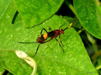Compsocryptus melanostigma