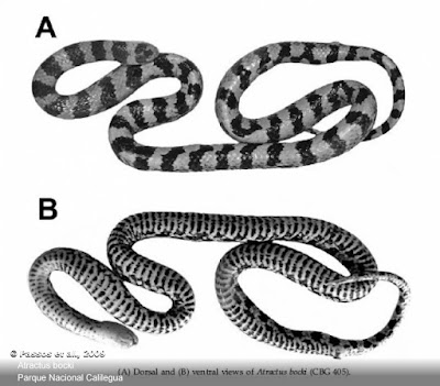 Culebra anillada (Atractus bocki)