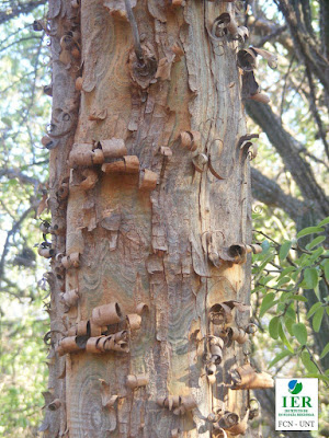 Duraznillo (Salta triflora) tronco
