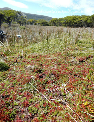 Violetilla de los pantanos (Drosera uniflora)