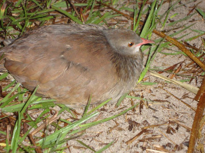 argentinian tinamou birds