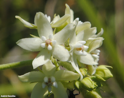 Funastrum flavum