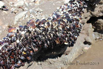 Mejillín del norte (Brachidontes rodriguezii)