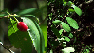 Coca del país (Erythroxylum myrsinites)