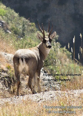 Taruca Hippocamelus antisensis