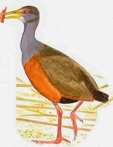 chiricote Aramides cajanea