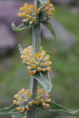 flores de peludilla