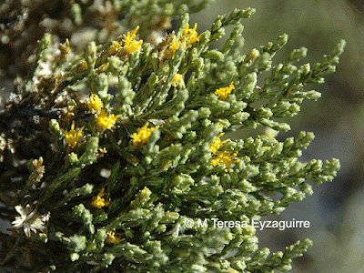 Tola amarilla (Parastrephia quadrangularis)