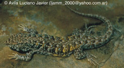 Lagartija flancos amarillos (Liolaemus scapularis)