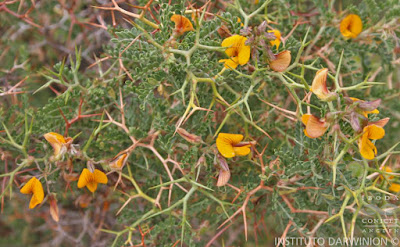 Añagua (Adesmia cystoides)