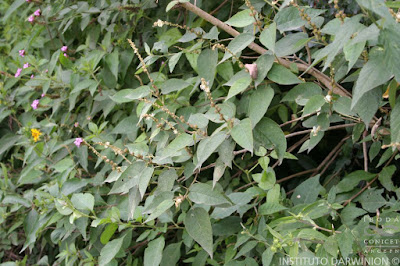 Tinajera (Croton lachnostachyus)