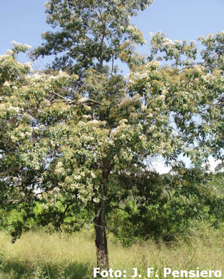 Afata (Cordia trichotoma)