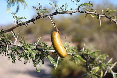 Churqui (Prosopis ferox)