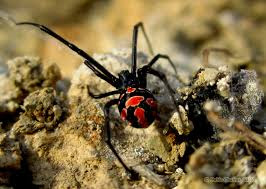 Viuda negra rupícola (Latrodectus mirabilis)