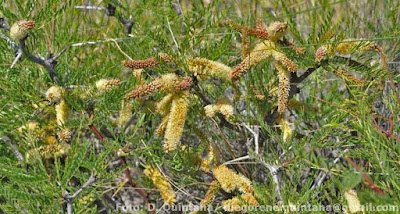 Alpataco (Prosopis alpataco)