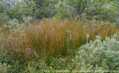 flora de la isla de los estados