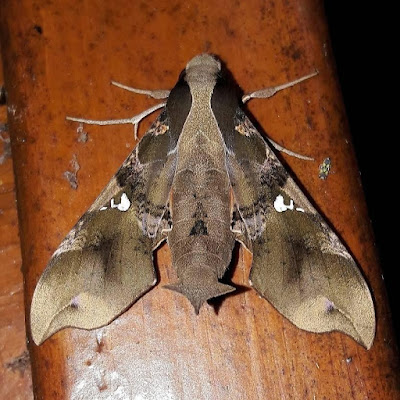 Callionima parce