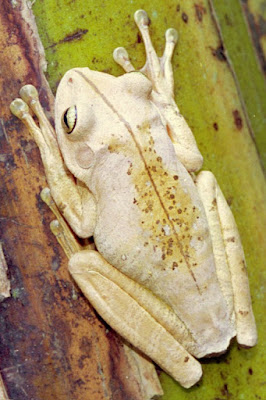 Hypsiboas faber