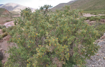Añagua (Adesmia cystoides)