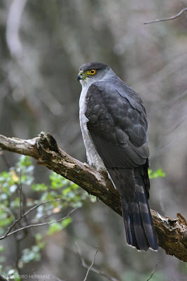 Esparvero común Accipiter bicolor