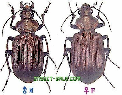 escarabajos argentinos Juanita meona (Calosoma argentinensis)