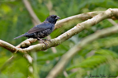 Reinamora enana Amaurospiza moesta