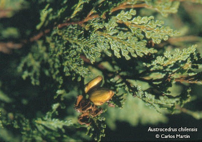 arboles patagonicos Ciprés de la cordillera Austrocedrus chilensis