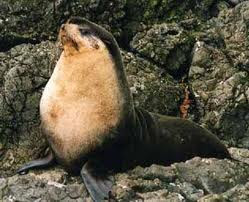 Subantarctic fur seal Lobo marino subantártico Arctocephalus tropicalis