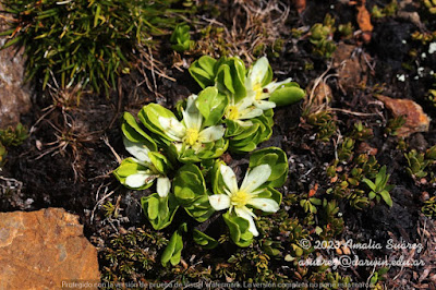 Calta de turbera (Caltha appendiculata)