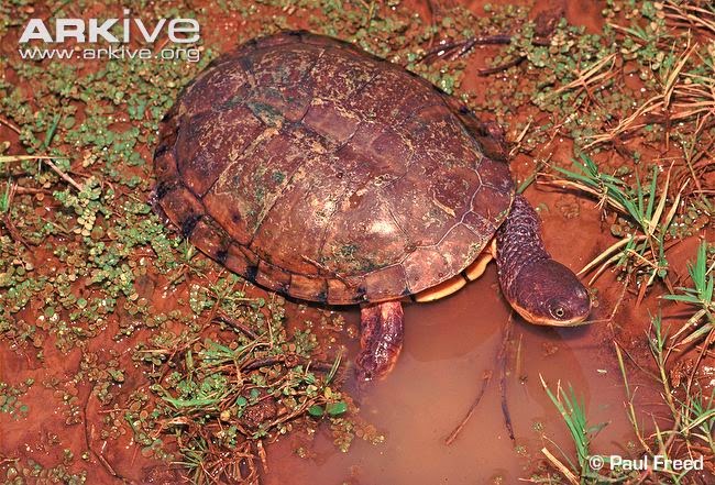 Chaco side necked Turtle american turtles