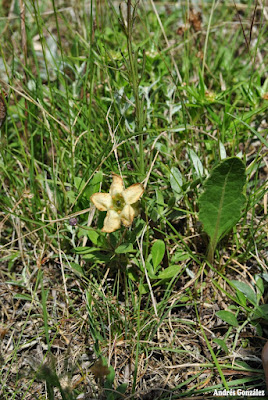 flora de los esteros
