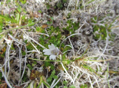 Violeta del pantano (Pinguicula antarctica)