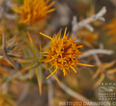Chuquiraga atacamensis