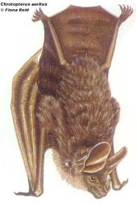 Falso vampiro orejón Chrotopterus auritus