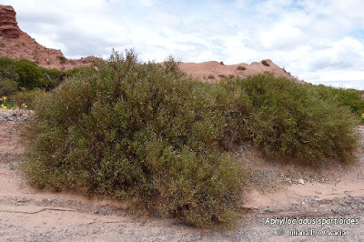 Pular (Aphyllocladus sparttiioiides)